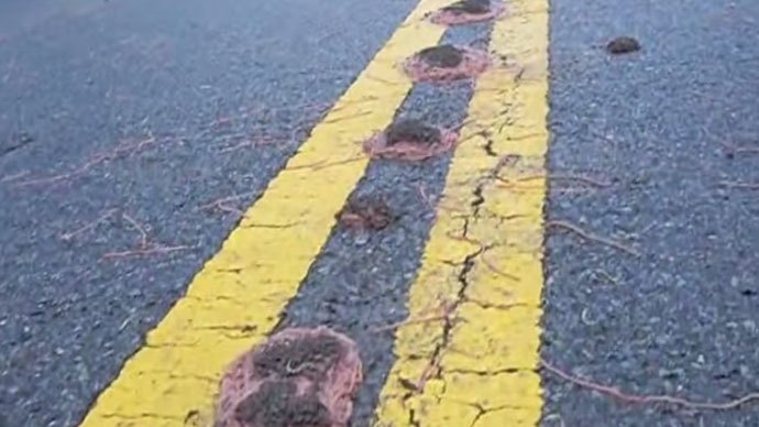 Squiggling spaghetti: Mysteriously organized lines of worms appear in Texas park