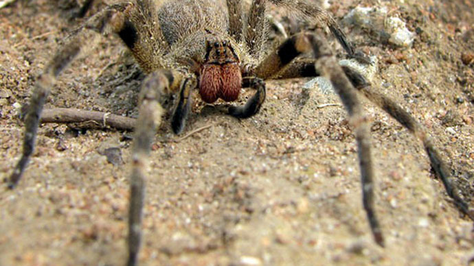 Eggs of world’s deadliest spider found in English supermarket