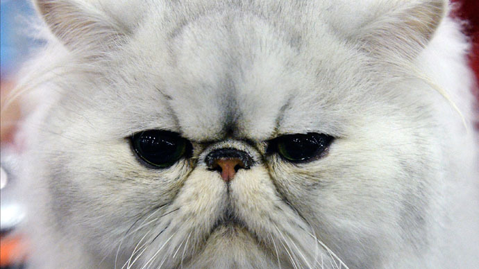 Woman ‘punishes’ cat in washing machine, gets slapped with child abuse probe