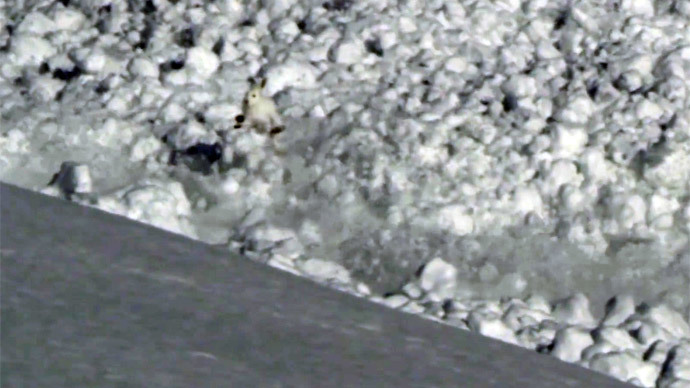 Run, rabbit, run! Russian hare vs. moving avalanche (VIDEO)