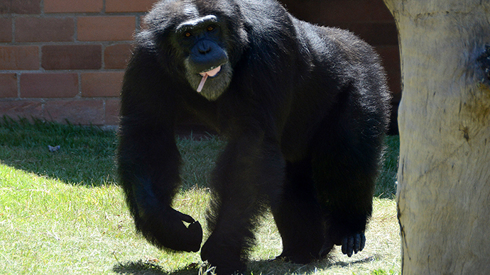 Chimps communicate by smiling like humans, share common ancestor
