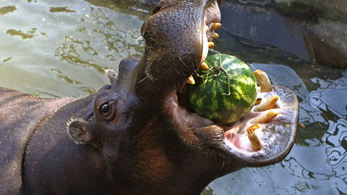 Battling the Bulge: Danish zoo staff putting rotund beasts on diet