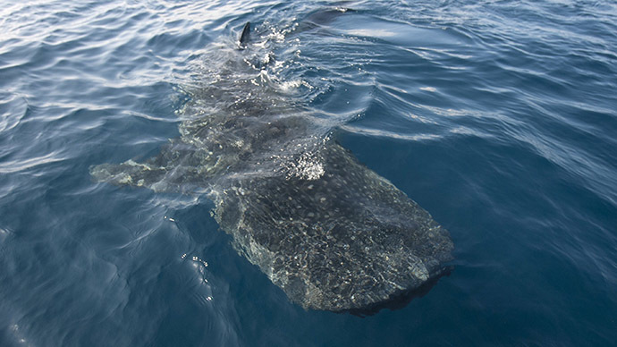 Drones against sharks: Tracking UAV used on California beach