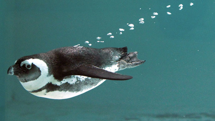 Lucky escape: Penguin flees deadly Tbilisi floods, makes 60km trip to Azeri border