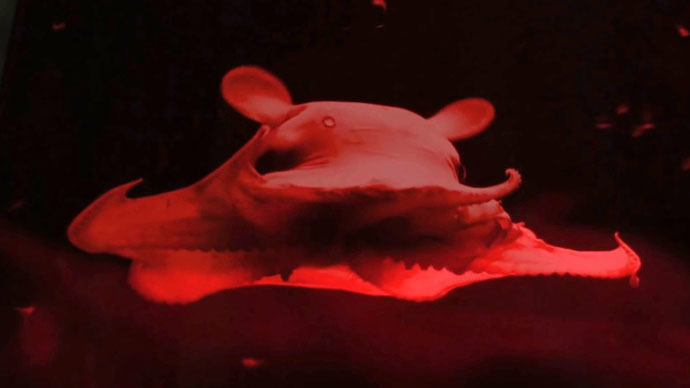 Scientists consider calling an octopus 'adorabilis' for being 'really cute' (VIDEO)