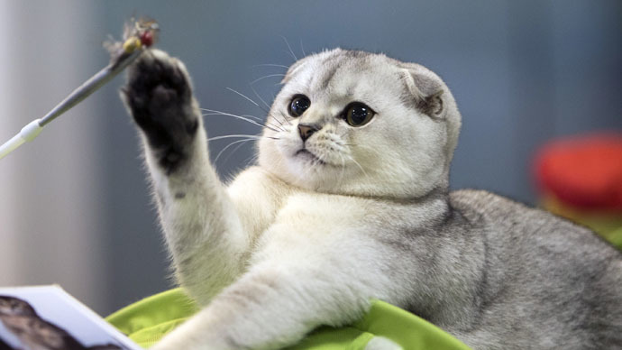 Watch more cat videos on internet to be happy – study