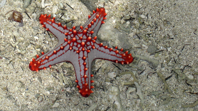 Fountain of youth? Starfish age slower when they reproduce by cloning, research says