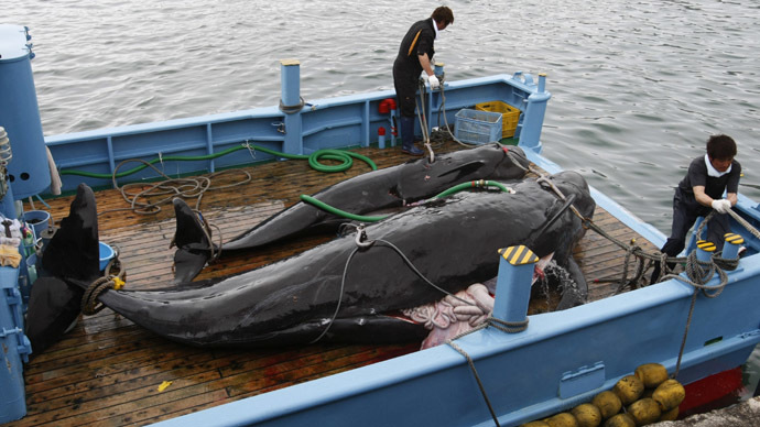 Japan to resume whale hunt in Antarctic this year