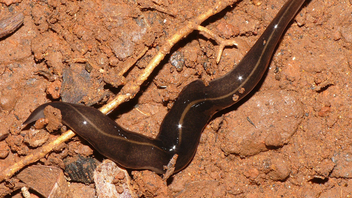 Highly invasive snail-eating flatworm found in US for ...