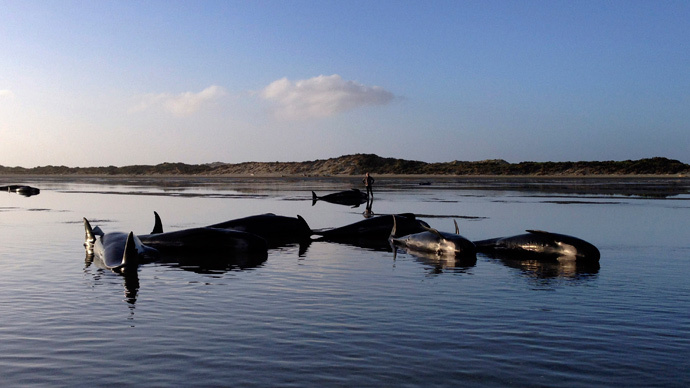 Navy bomb blasts caused mass whale death – report