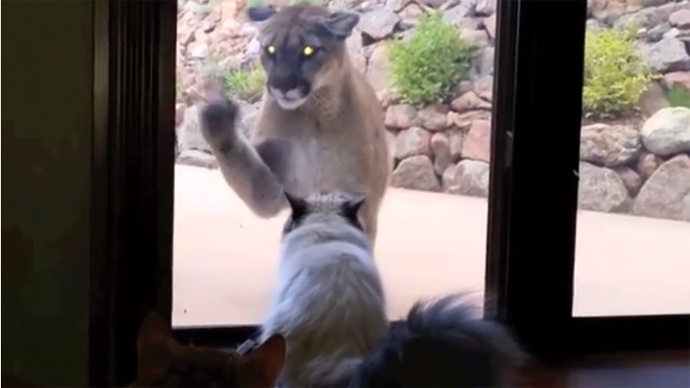 Caught on tape: Brave cat faces mountain lion & isn't the slightest bit scared
