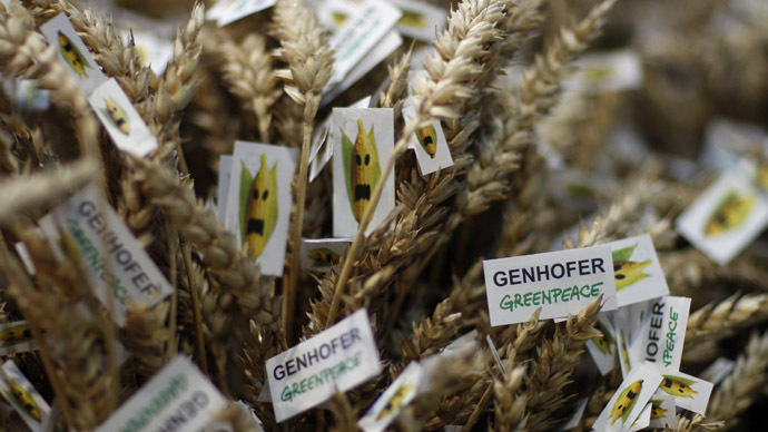 GM wheat crop fails to repel bugs, £3m trial branded ‘a waste’