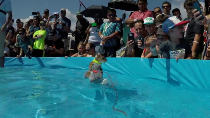 This is nuts! Water-skiing squirrel filmed with GoPro (VIDEOS)