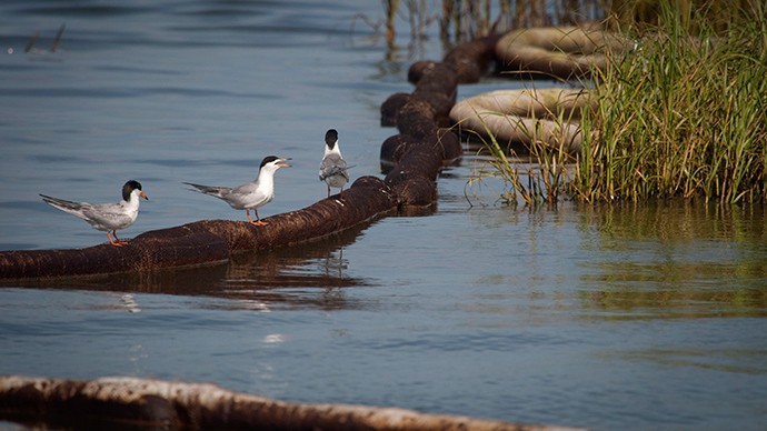Thousands of birds leave ‘dead zone’ after abandoning Florida Gulf Coast