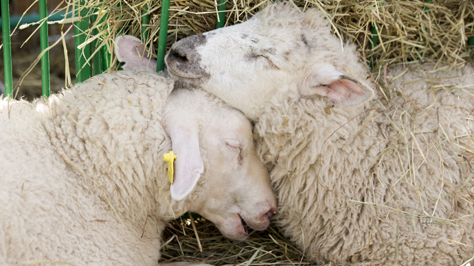 Counting sheep to fall asleep? Here’s the best solution baa none! (VIDEO)