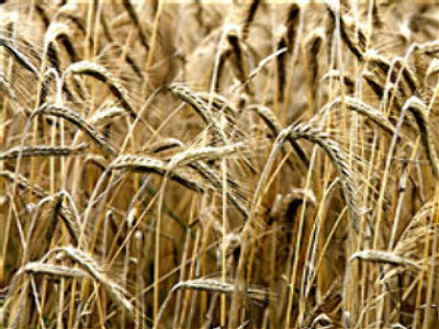 Bread prices hit Russian headlines
