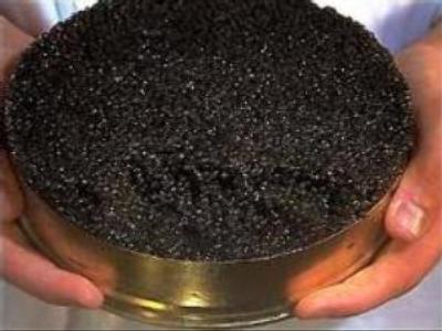 Caspian oil threatens caviar production