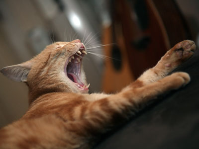 Scratchy investment: Cat trumps finance gurus at stock-picking