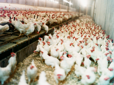 Cherkizovo starts construction of Lipetsk mega poultry plant