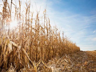 Corny investment seen to grow