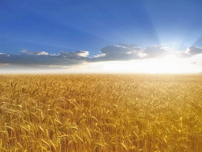 Getting a better harvest from Russian agriculture