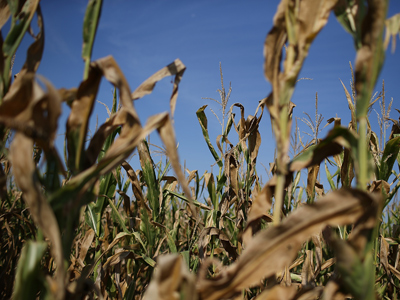 Global food prices rise due to extreme weather