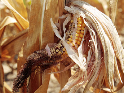 Russian and US drought sparks fears on a new food crisis