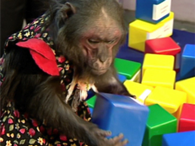 Making a monkey out of professionals with stock picks