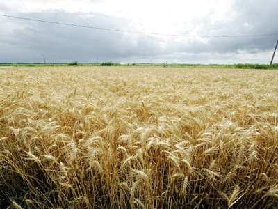 Razgulay posts FY 2010 net profit of 143 million roubles
