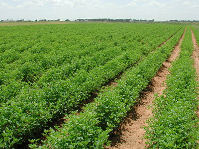 Agriculture looking for a better pricing and transport regime