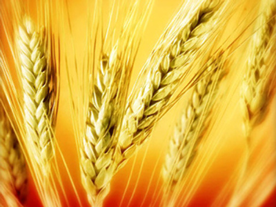 Russia bans grain exports