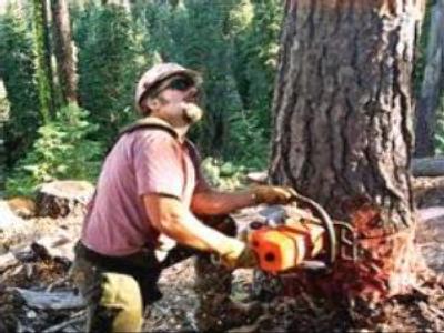 Russia contributes to squeeze in timber prices