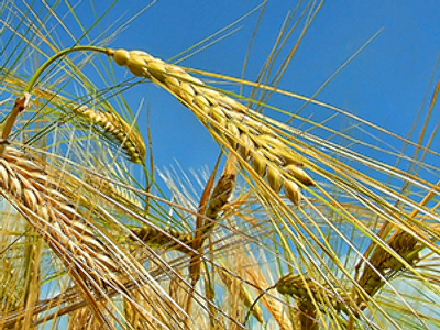 Russia to expand on global grain market