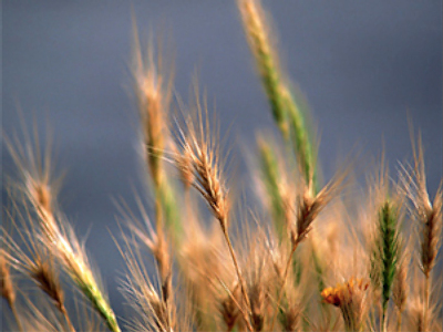 No need to fear grain deficit because of weather