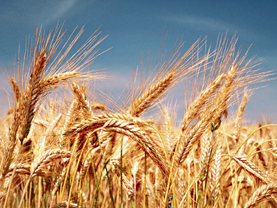 Getting back on the global grain wagon