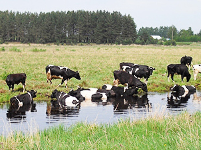 Russia to boost livestock exports