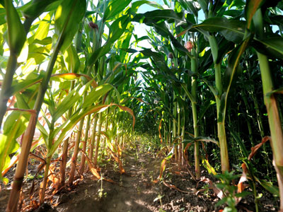 Russia halts imports of Monsanto corn over cancer fears