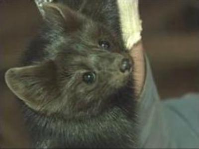Russian fur fetches highest price for 12 years