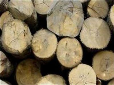 Russian timber business to branch out