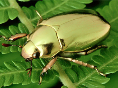 The season of the gold bug