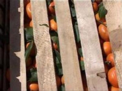 Tangerine tug-of-war continues