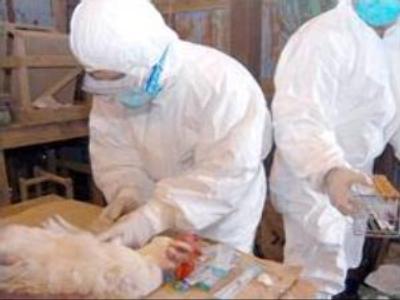 Alarm grows as H5N1 spreads around Moscow