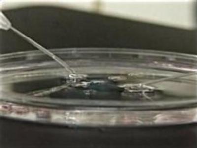 Australia allows human cloning for research
