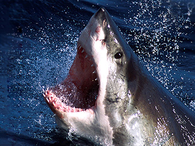Jaws no more: Australia to kill sharks