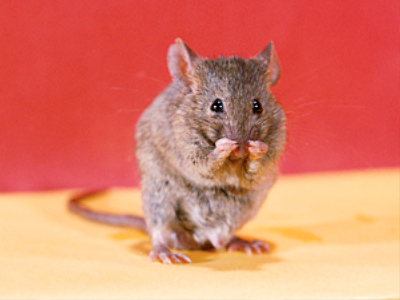 Austrian sets fire to house to kill mouse