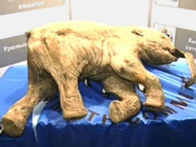 Baby mammoth will ‘live’ 500 years
