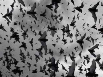 Depressed bats rain on Ukrainian city