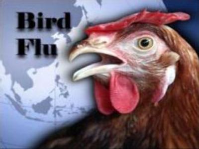 Bird flu death toll in Indonesia rises to 74
