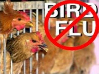 Bird flu in Moscow region contained