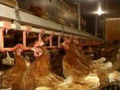 Bird Flu outbreaks in GB and Japan